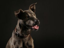 Tiere